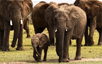 gray elephant on green grass field during daytime