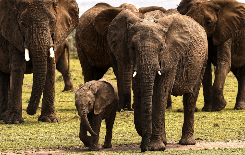 Elefante gris en el campo de hierba verde durante el día