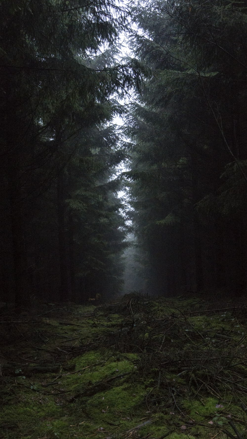 green trees on forest during daytime