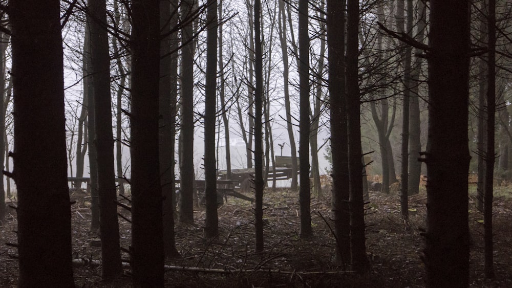 a bench in the middle of a wooded area