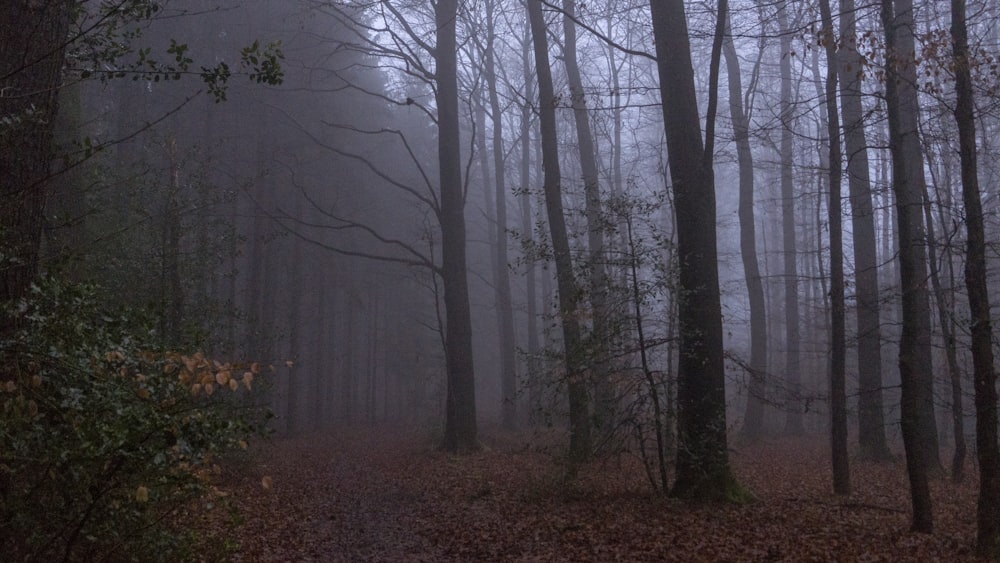 brown bare trees on forest during daytime