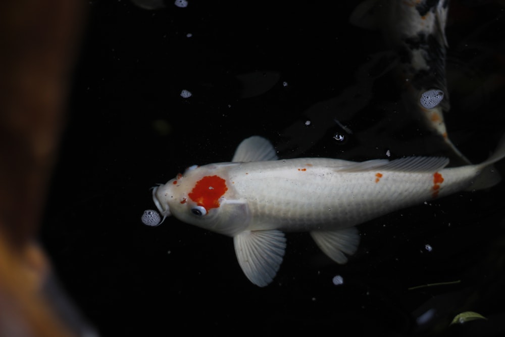 white and orange koi fish