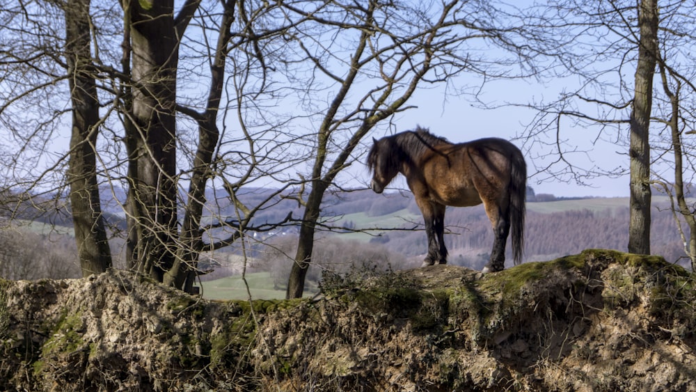 brown horse on green grass field during daytime