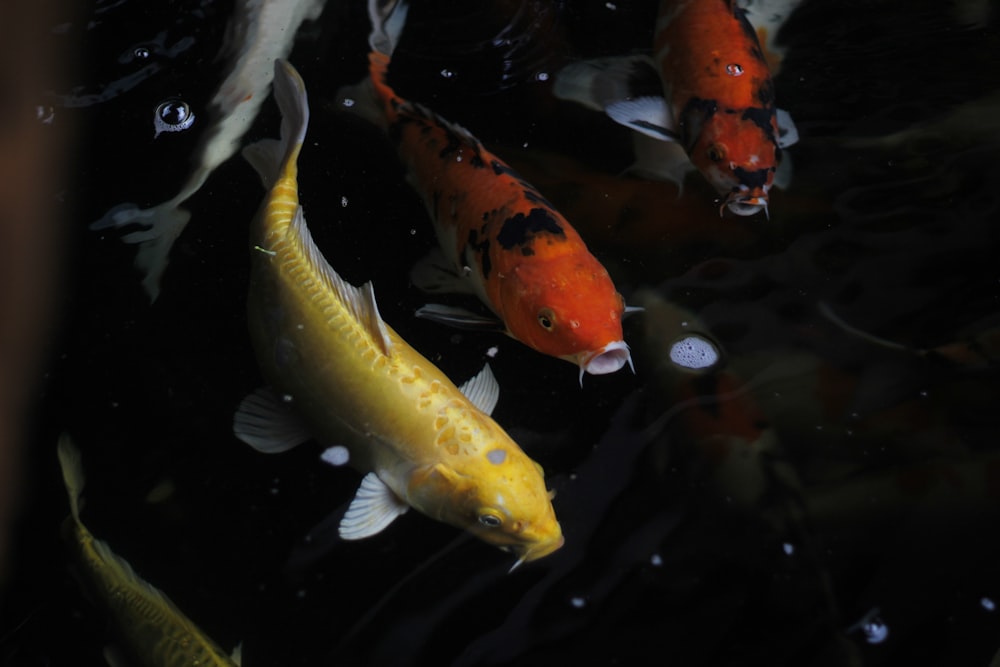 yellow and white koi fish