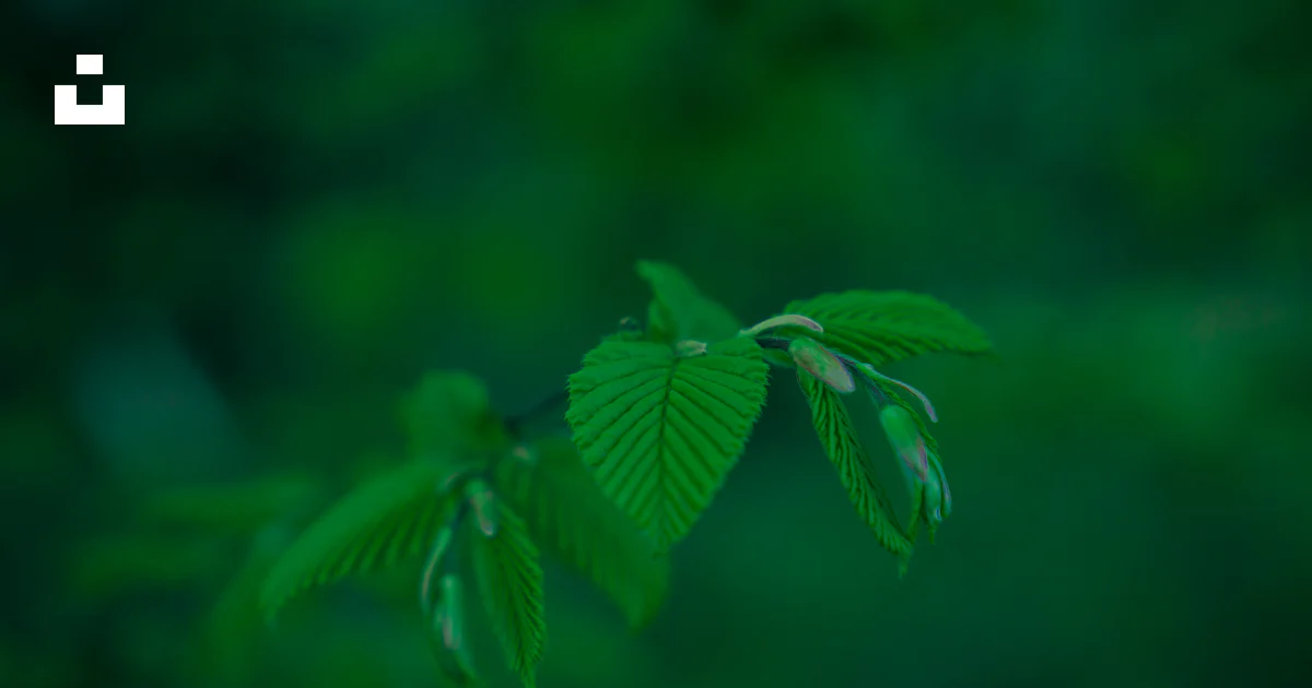 Green leaf plant in close up photography photo – Free Green Image on ...