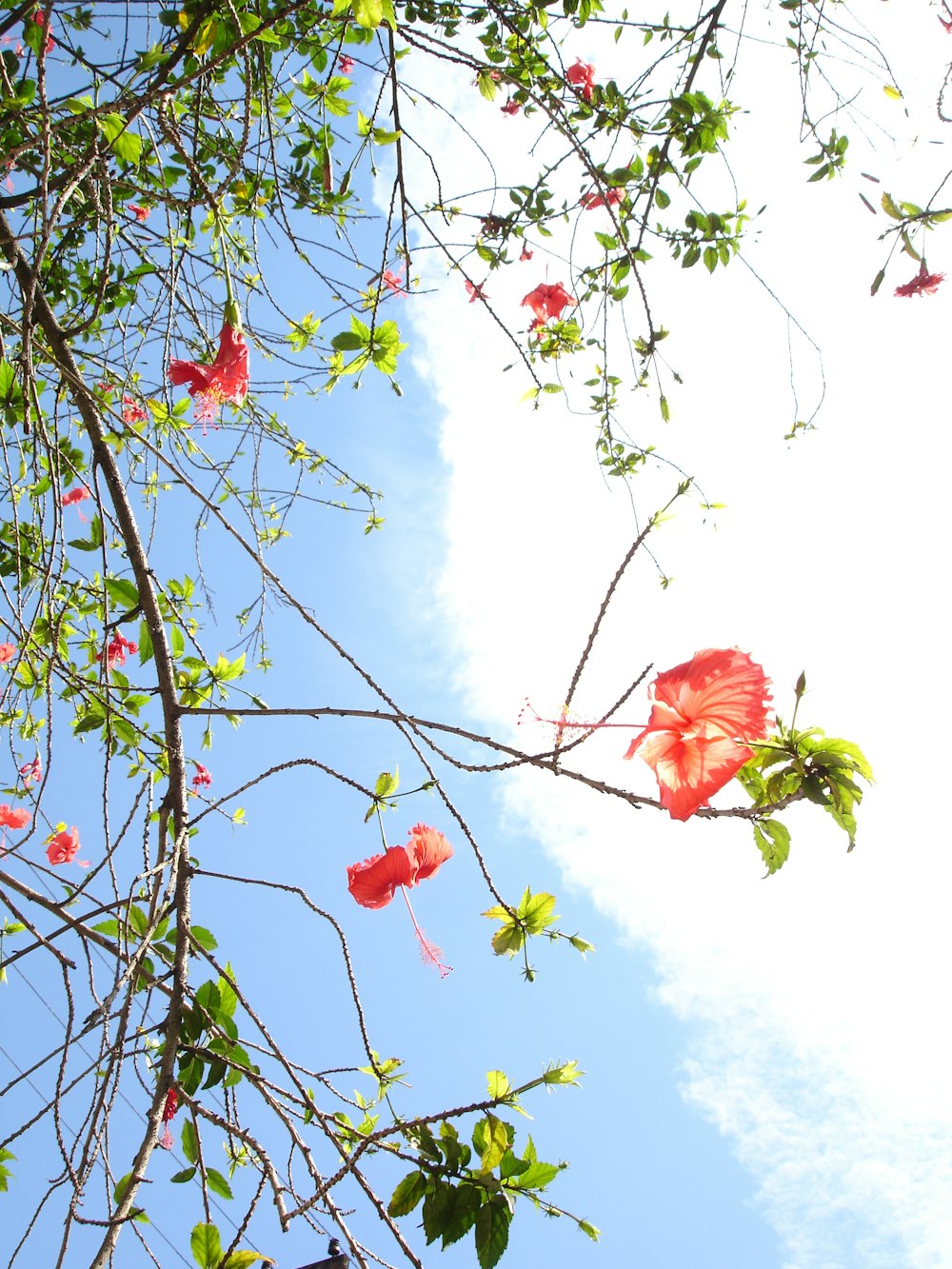 flor roja en la rama de un árbol durante el día