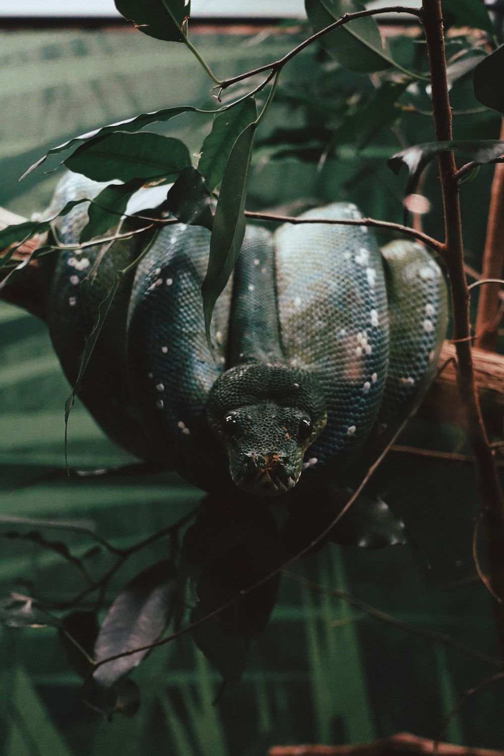 black and white snake on green plant