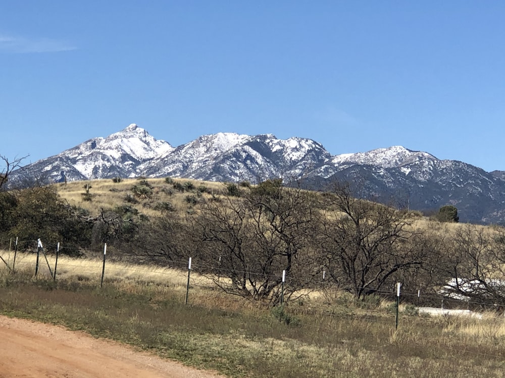 bare trees on brown grass field near snow covered mountain during daytime