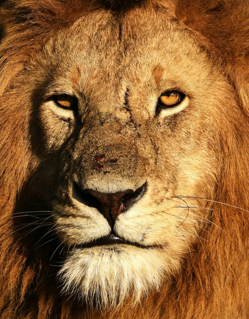 brown lion in close up photography