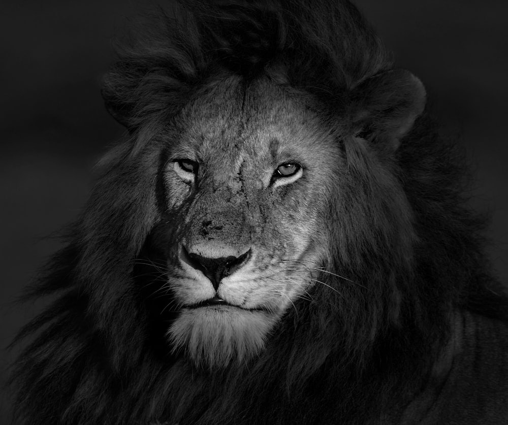 Foto en escala de grises de la cara del león