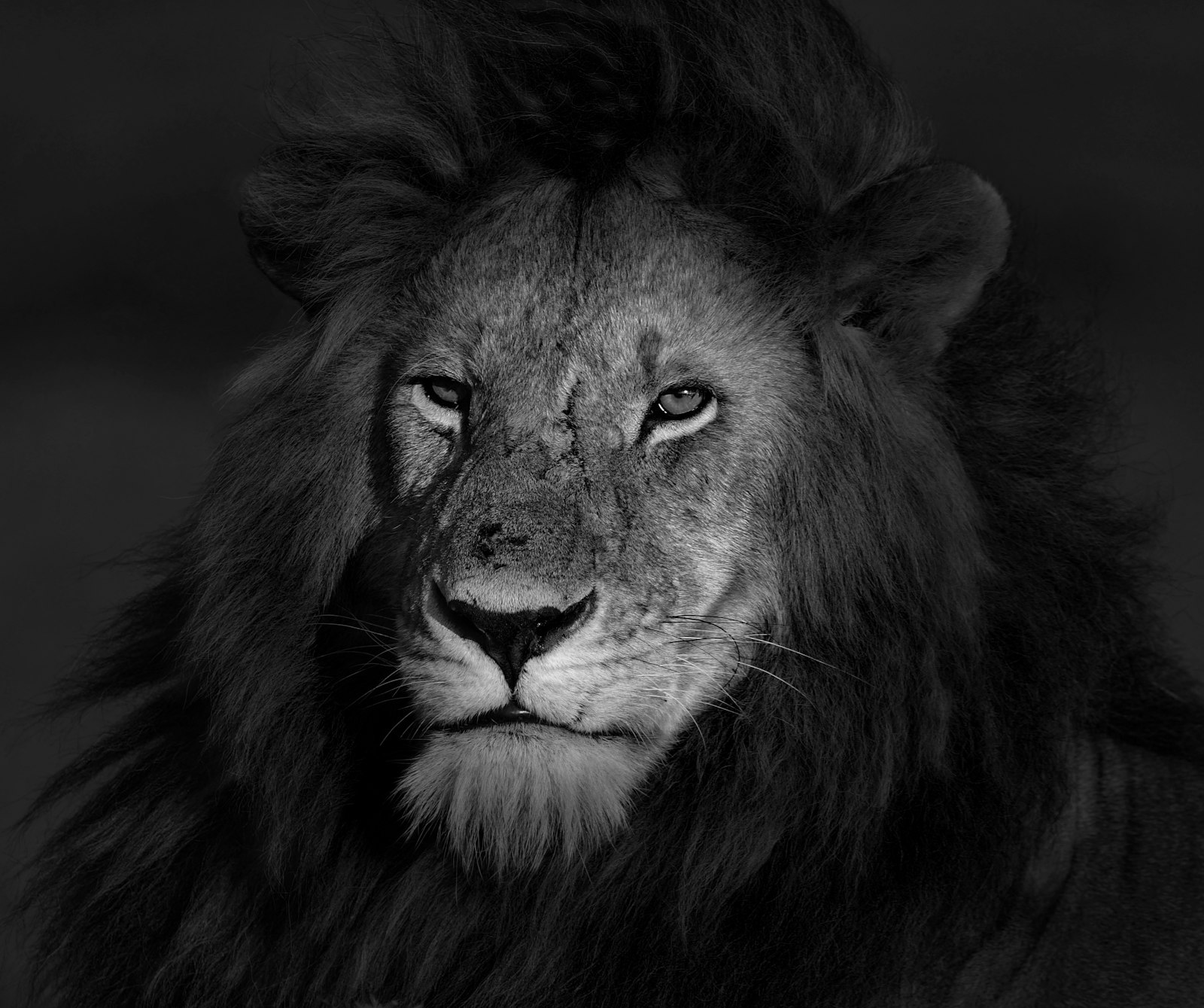 Attitude Powerful Lion Quotes: Unleashing Your Inner Strength