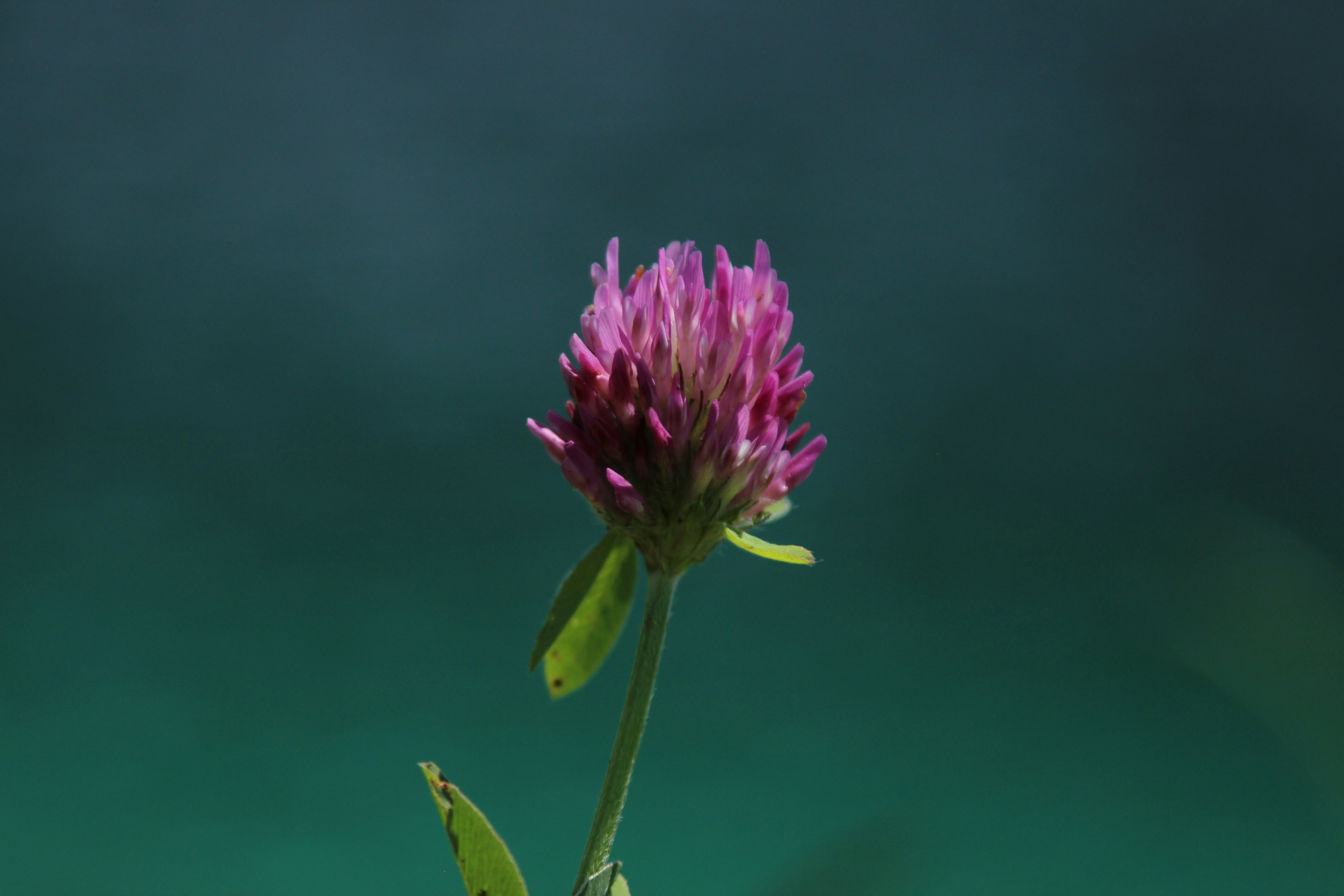 Photo by spongolatius