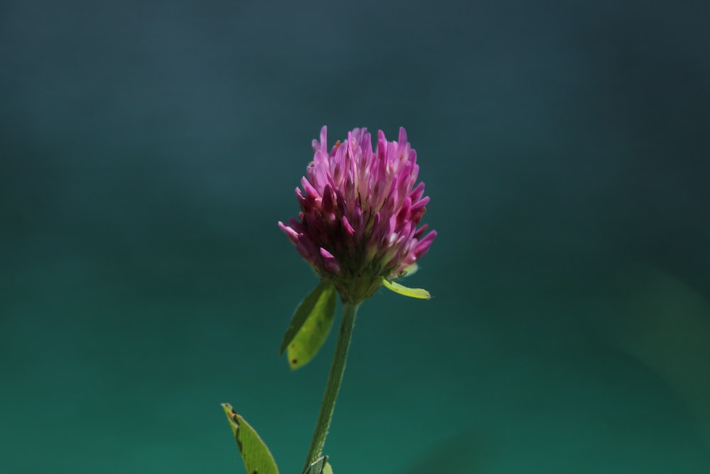 purple flower in tilt shift lens