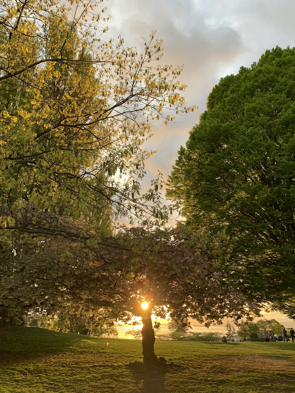 green trees on green grass field during daytime