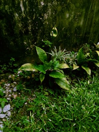 green plant on the ground