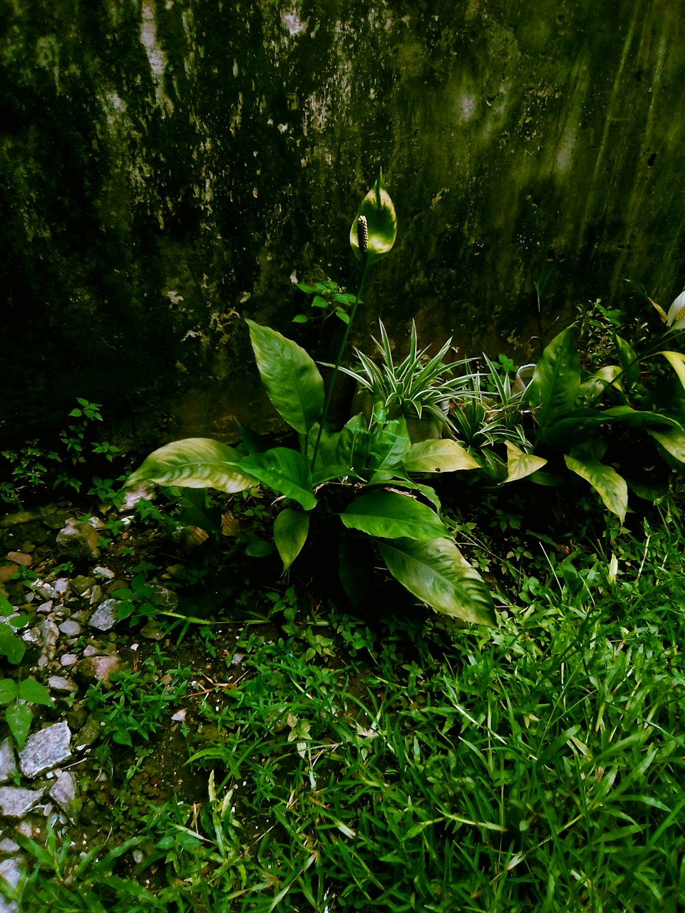 green plant on the ground
