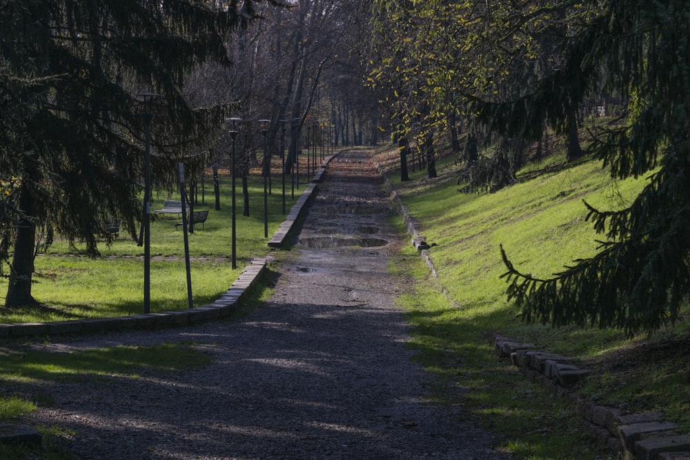 brown wooden pathway between green grass field and trees during daytime