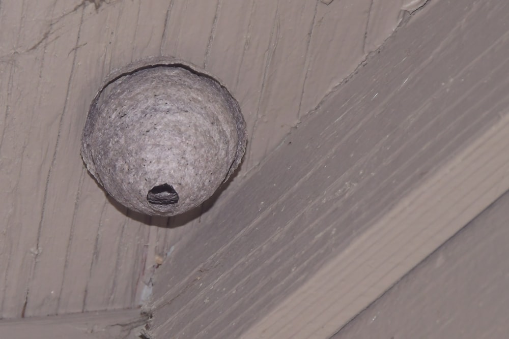 gray round stone on brown wooden surface