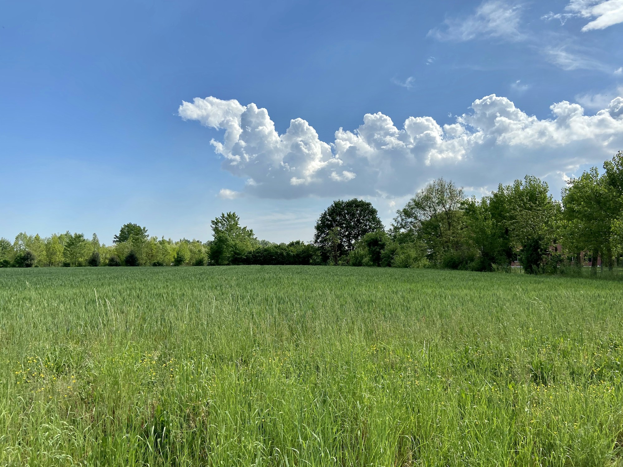 Discover Mogliano Veneto: A Local's Guide