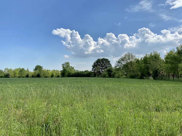 Discover Mogliano Veneto: A Local's Guide