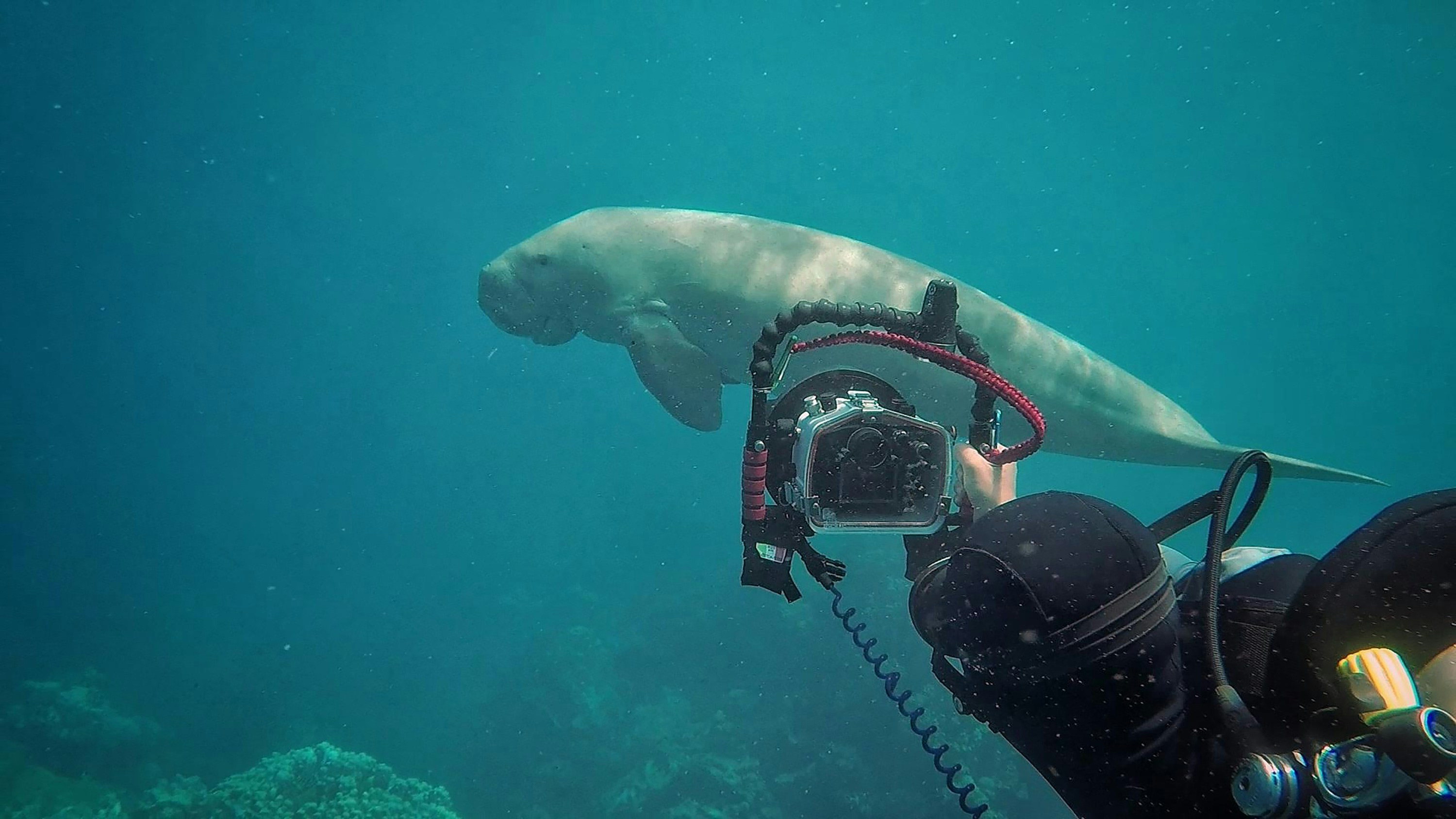 Filming a Dagong (Sea Cow) near El Quesir, Egypt in the Red Sea