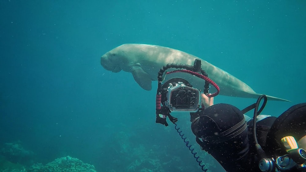a man taking a picture of a large white shark