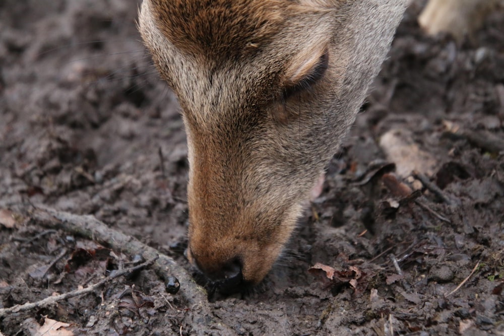 brown animal on brown soil
