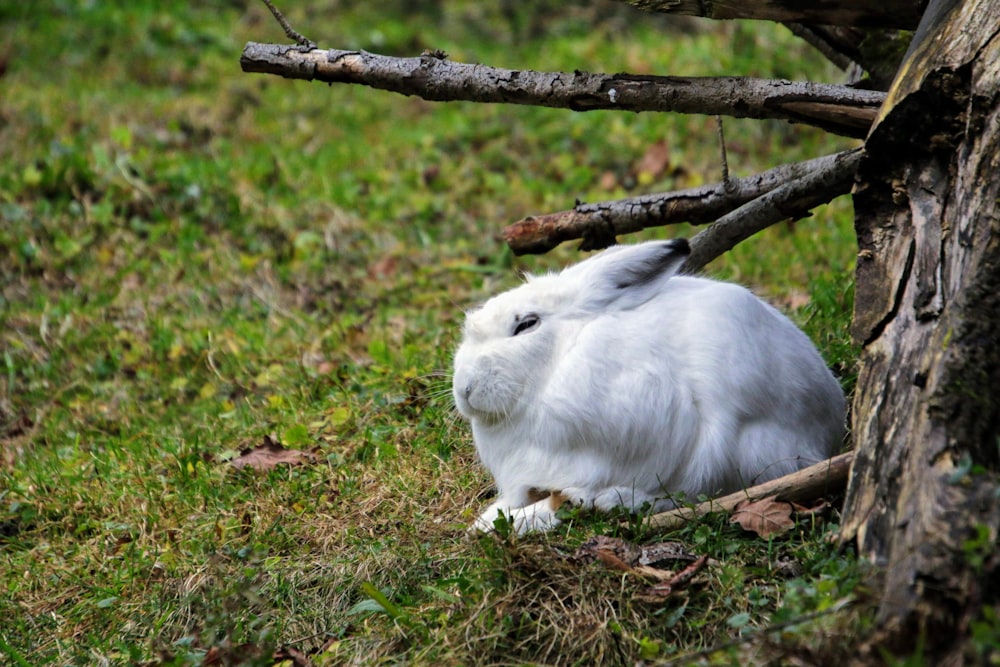 coelho branco na grama marrom durante o dia