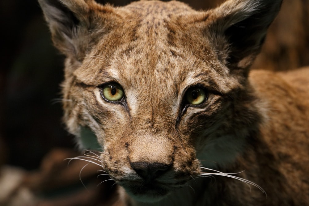 Brauner und schwarzer Leopard in Nahaufnahmen