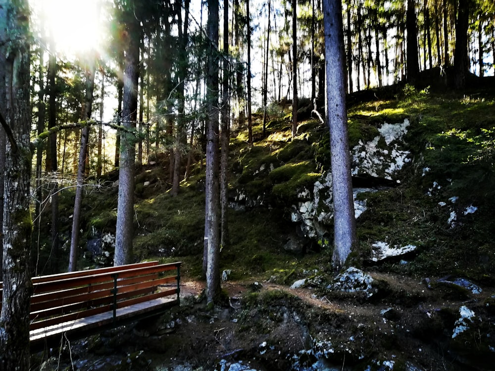 昼間は木々に囲まれた茶色の木製ベンチ