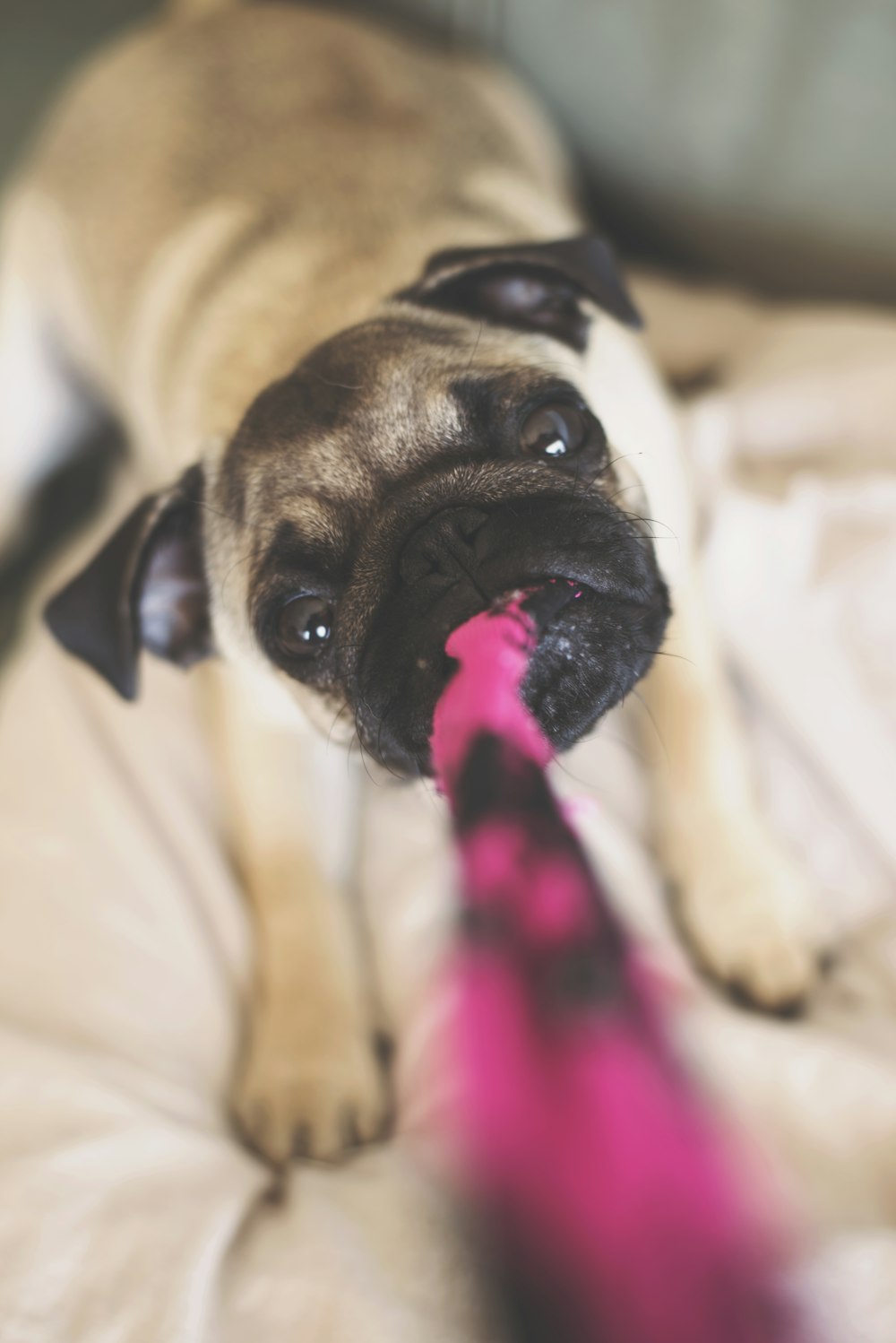 fawn pug lying on bed