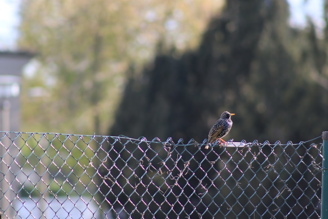 Wildlife photo spot Berlin Prenzlau