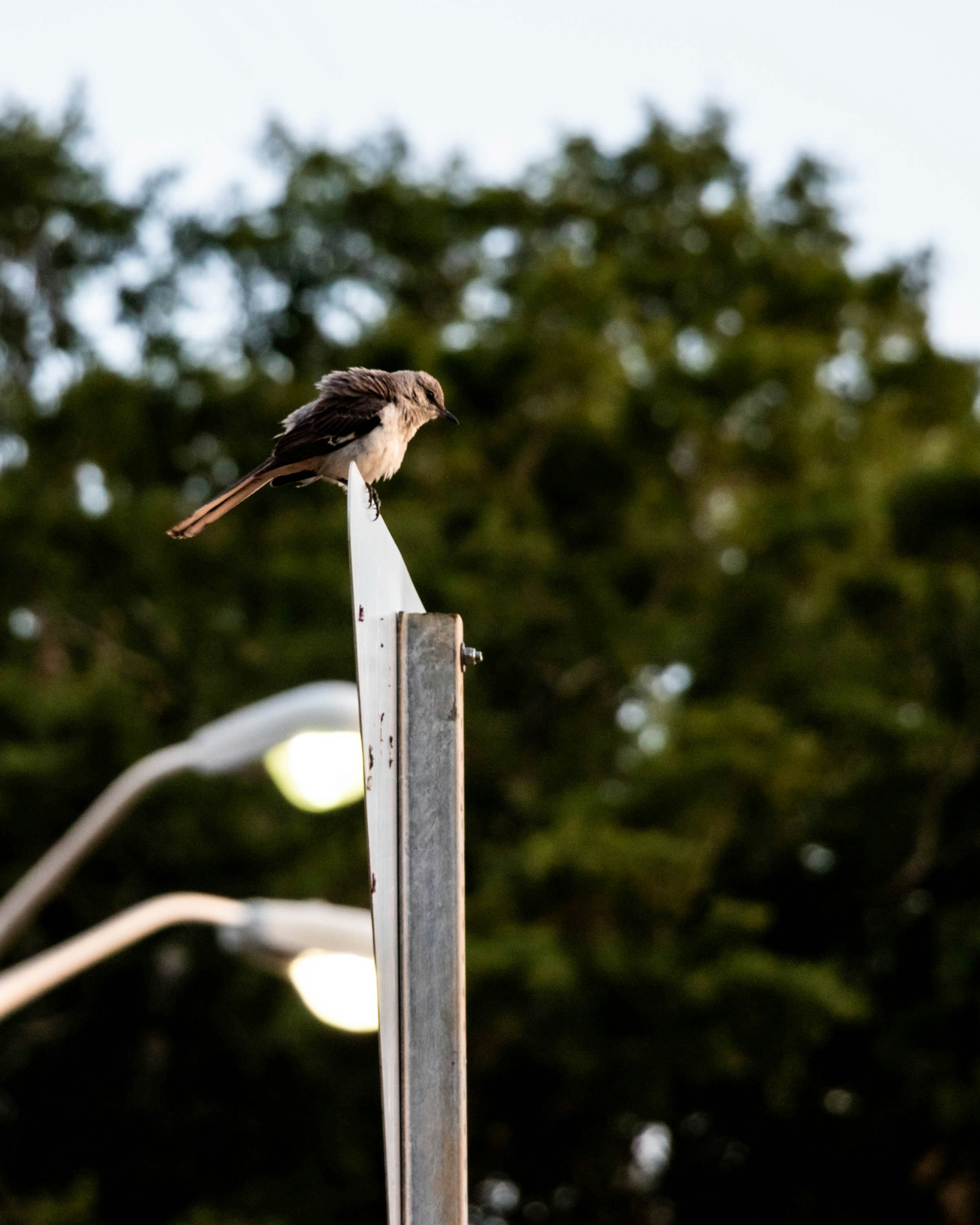 昼間は白い木製のスタンドに茶色の鳥が乗っています