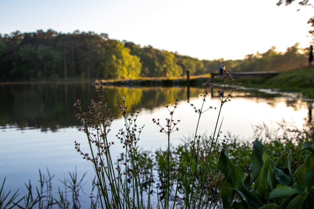 Grünes Gras am See tagsüber