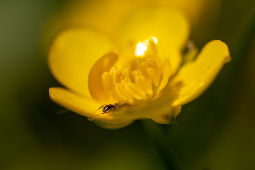 black and brown ant on yellow flower