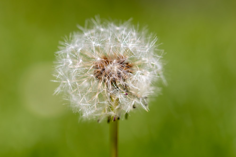 white dandelion in close up photography