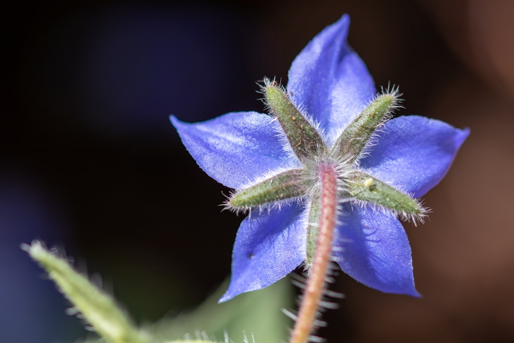 purple flower in macro shot