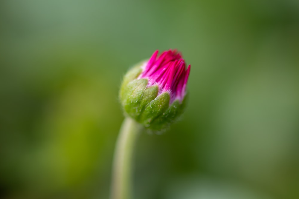 bouton de fleur rose et vert en gros plan photographie
