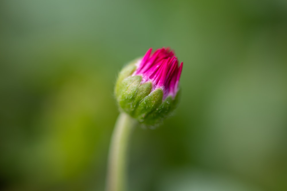 pink and green flower bud in close up photography