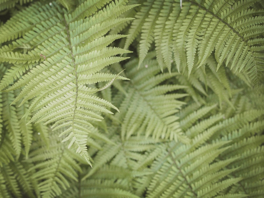 green fern plant in close up photography