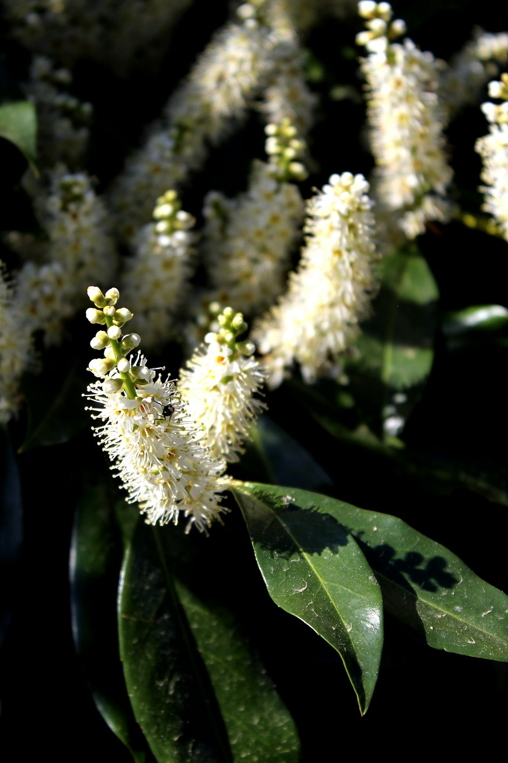 Flor blanca y verde en fotografía con lente macro