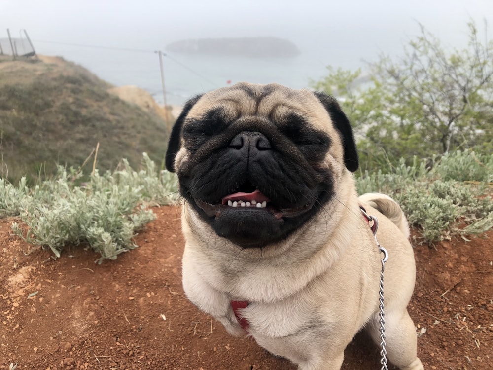 fawn pug on brown ground