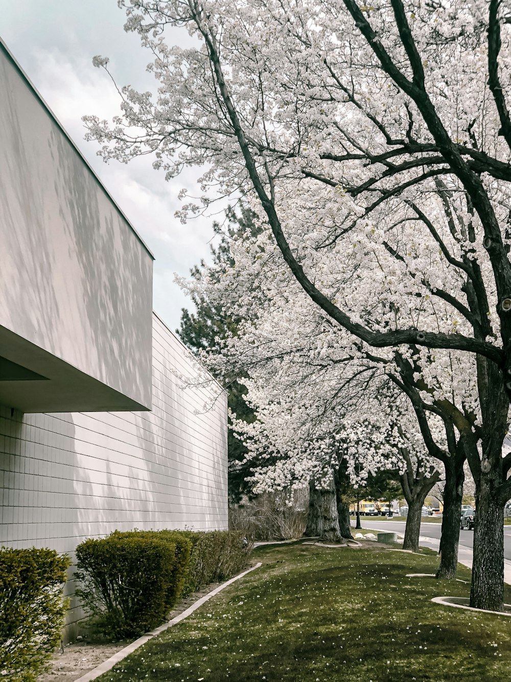 leafless tree near white building