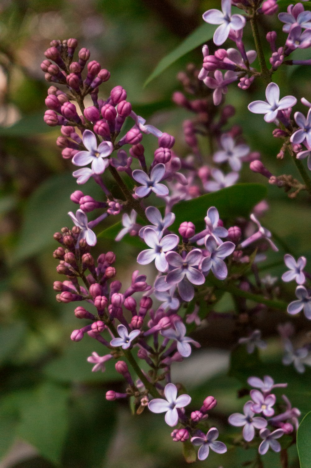 white and purple flower in tilt shift lens