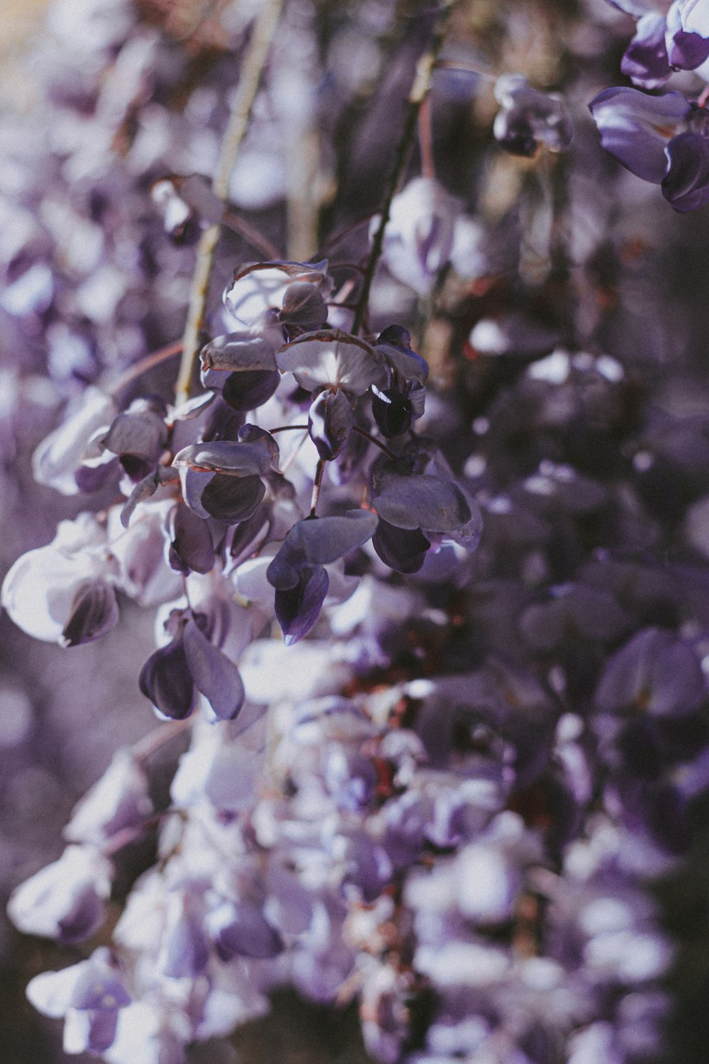 white and purple flower in tilt shift lens