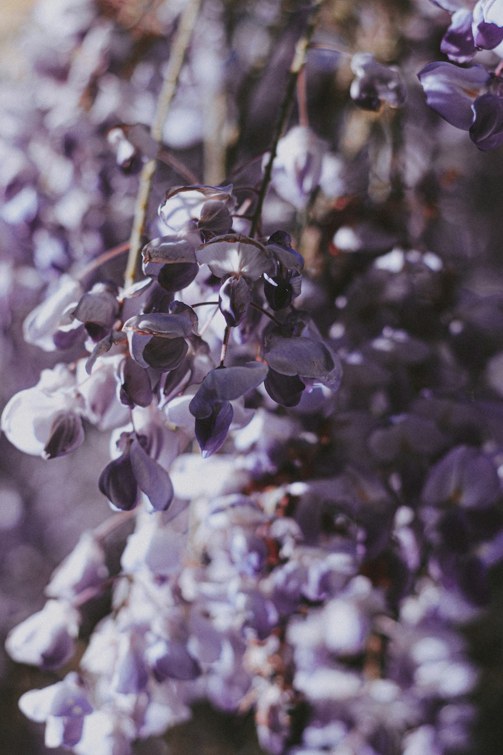 fiore bianco e viola nell'obiettivo decentrabile