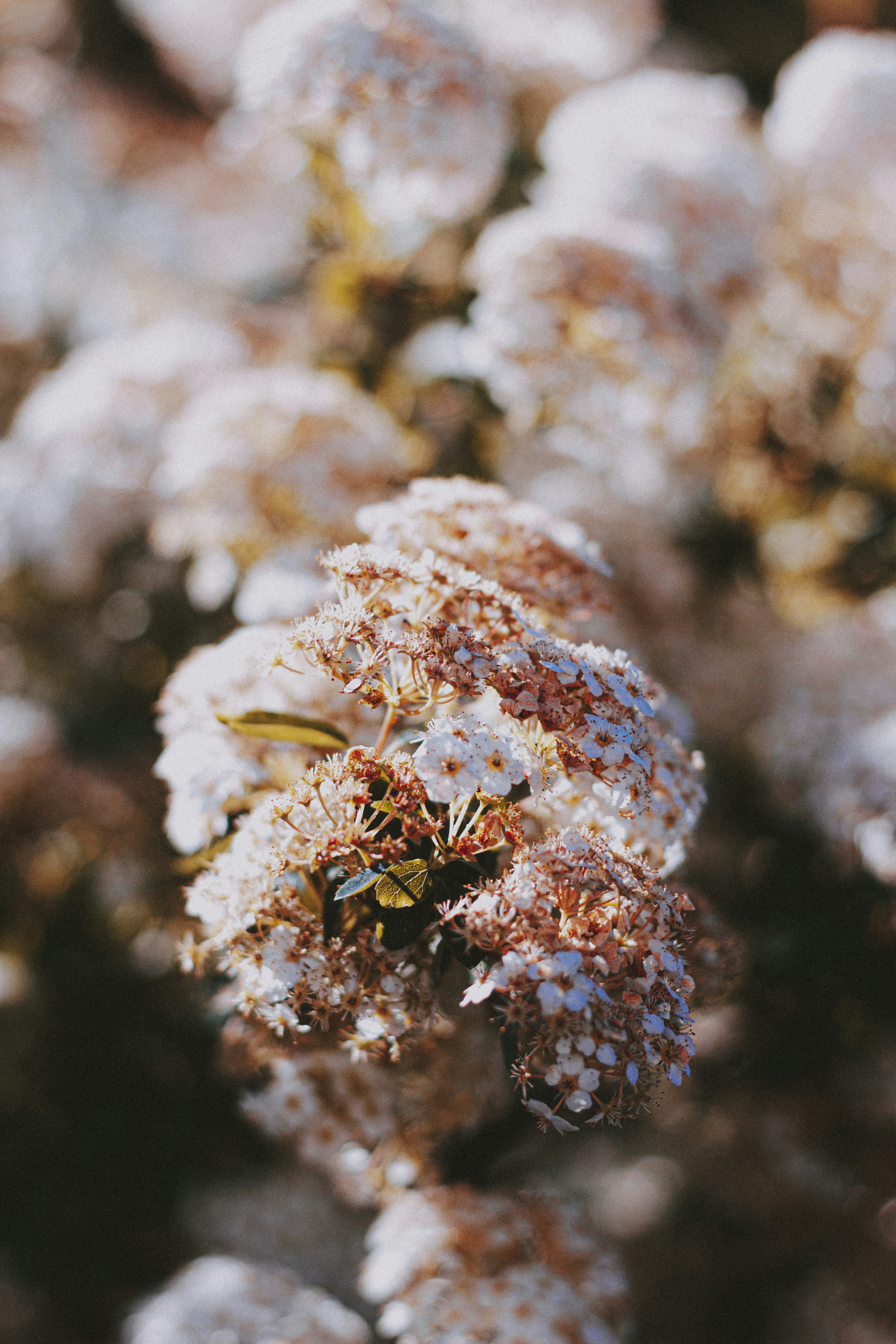 白と紫の花に黄色と黒の蜂の写真 Unsplashで見つけるフランスの無料写真
