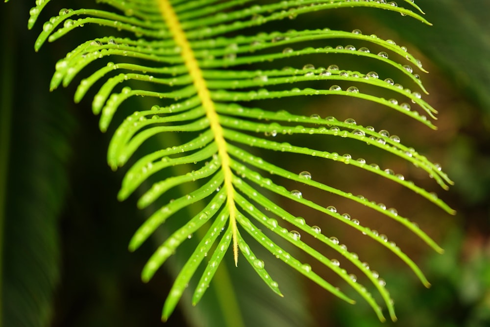 green fern plant in close up photography