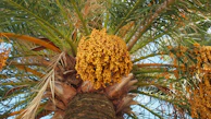 Sunlit date palms with clusters of golden dates hanging from the branches.