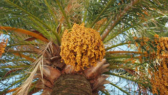 Golden dates hanging in dense clusters on sunlit palm trees.
